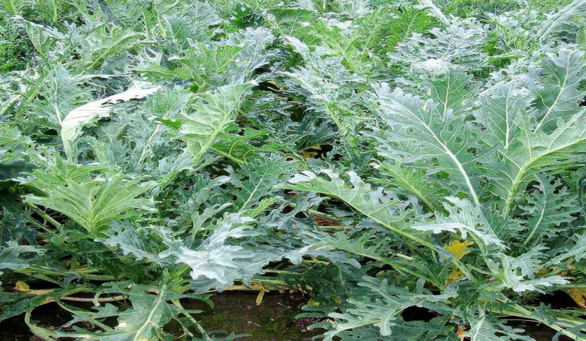 kale-laxanida-212122