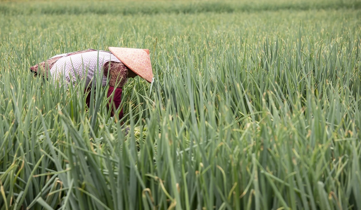 china-xorafi-agrotis-2121218